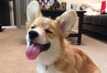 วิดีโอเวลส์ Corg