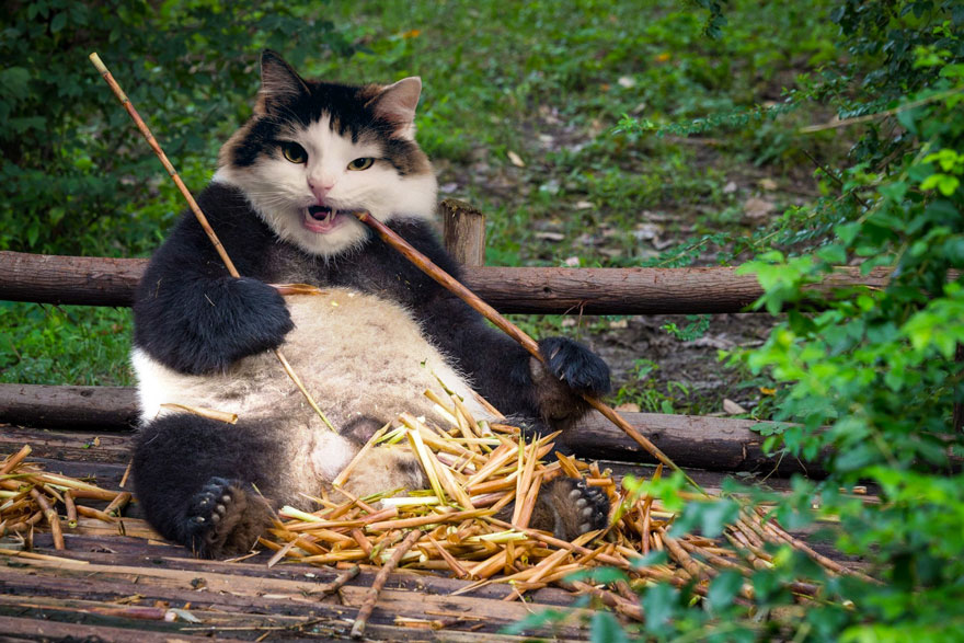 Photoshop cat collection