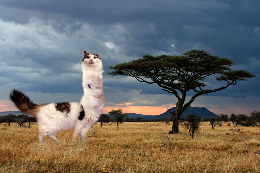 Photoshop cat collection