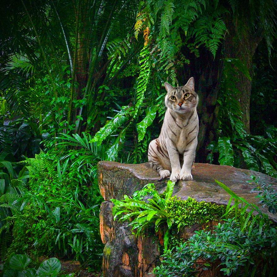 Photoshop cat collection