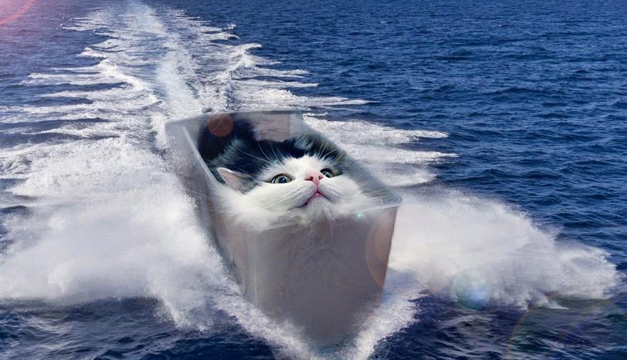 Photoshop cat collection