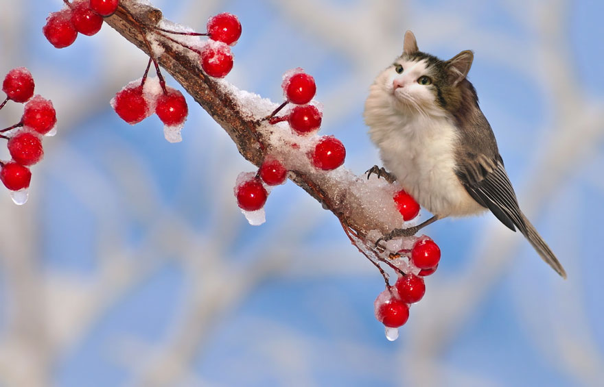 Photoshop cat collection