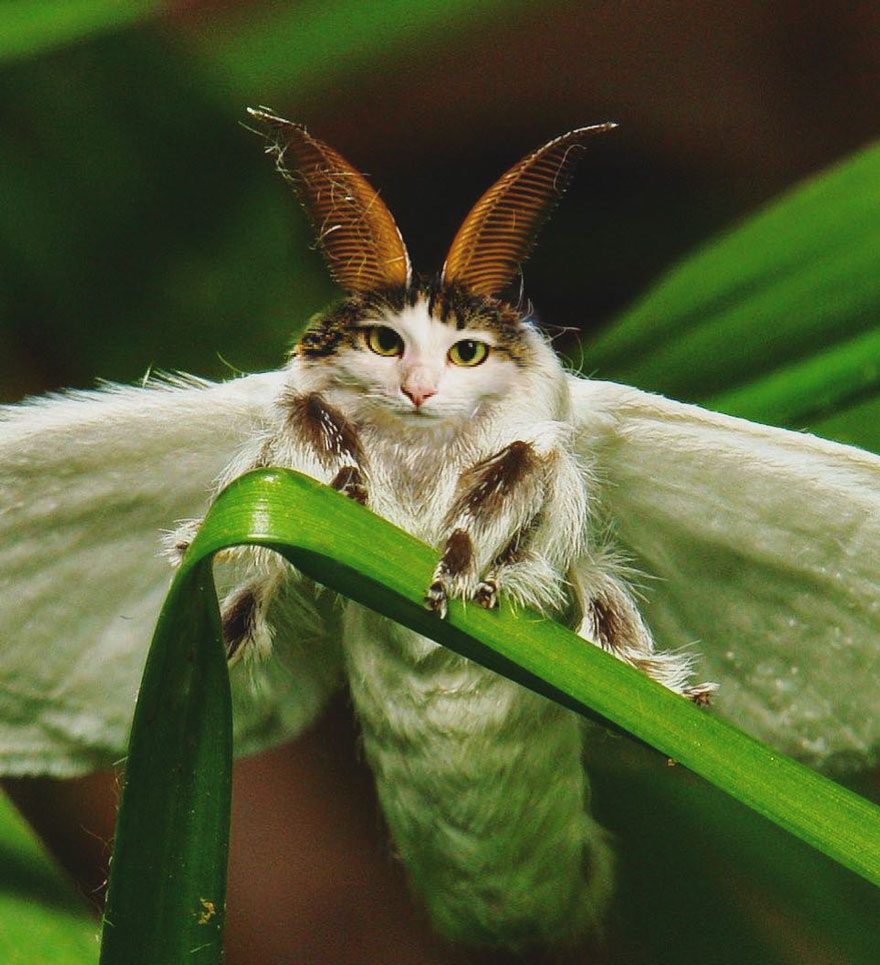 Photoshop cat collection