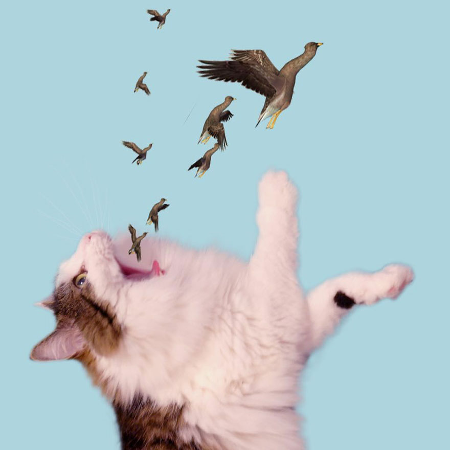Photoshop cat collection
