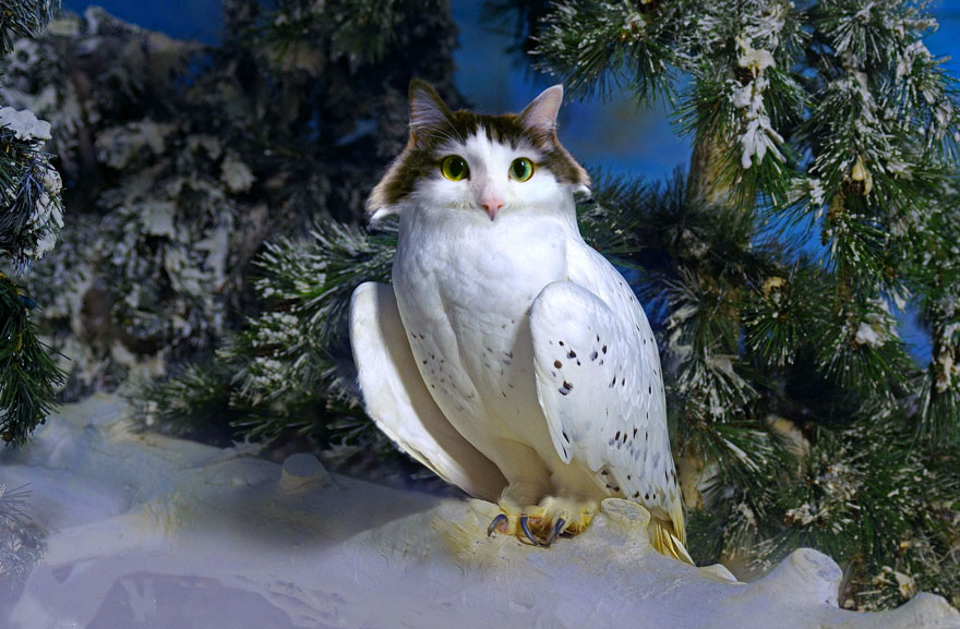 Photoshop cat collection