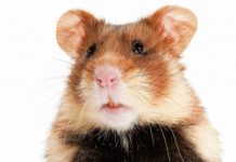 hamster lungebetennelse