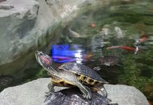 Opuchy, pupienky a pupienky na končatinách