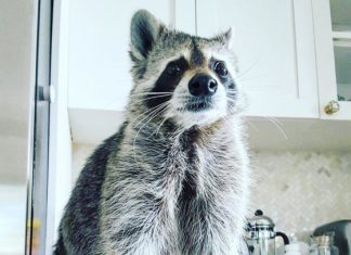 mapache casero