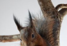 kotitekoinen orava